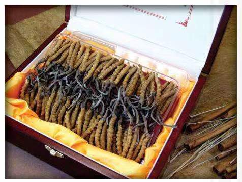 湘桥冬虫夏草回收